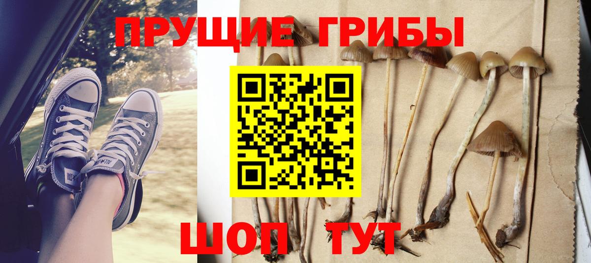 Псилоцибиновые грибы Psilocybe Нижнеудинск